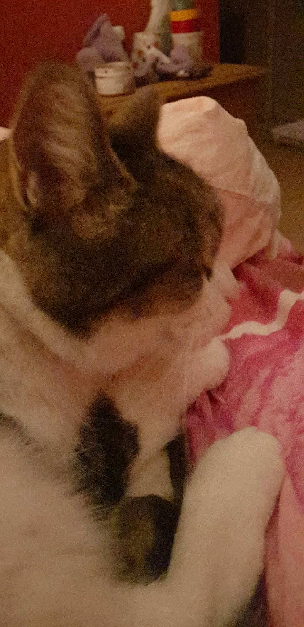 Bibi participe au concours pour gagner de l'argent avec cette photo : canidae, carnivore, cat, dog_breed, ear, eye, fawn, felidae, fur, kitten, neck, nose, paw, puppy, skin, small_to_medium_sized_cats, snout, tail, whiskers