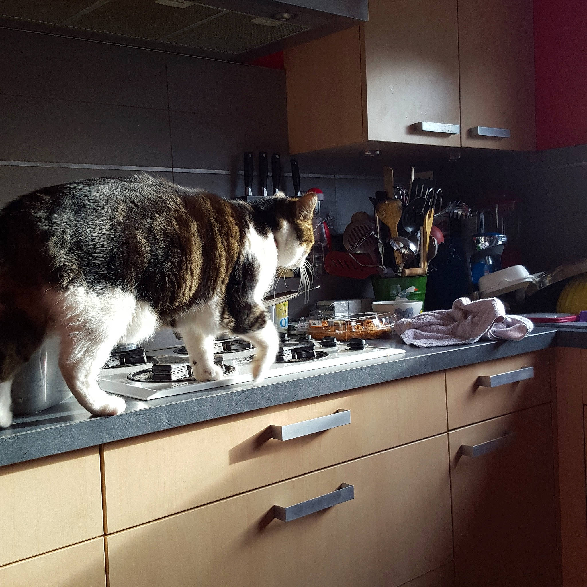 Bibi participe au concours pour gagner de l'argent avec cette photo : carnivore, cat, countertop, domestic_short_haired_cat, european_shorthair, felidae, house, kitchen, kitten, meal, refrigerator, room, sink, small_to_medium_sized_cats, table, whiskers