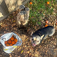 Penelope joined the competition — help win amazing prizes! dog, small_dog, outdoor, yard, tree_stump, oranges, plastic_bag, grass, leaves, sunlight, shadow, ground, happy_dog, pet, nature, wooden_fence, fall, soil, animal, playful