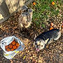 dog, small_dog, outdoor, yard, tree_stump, oranges, plastic_bag, grass, leaves, sunlight, shadow, ground, happy_dog, pet, nature, wooden_fence, fall, soil, animal, playful