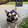 Penelope is registered to the contest to win money with this photo: dog, french_bulldog, smiling, tongue_out, outdoor, patio, concrete, grass, fire_pit, backyard, happy, pet, animal, ears_up, close_up, playful, canine, daylight, tail, blurred_tail