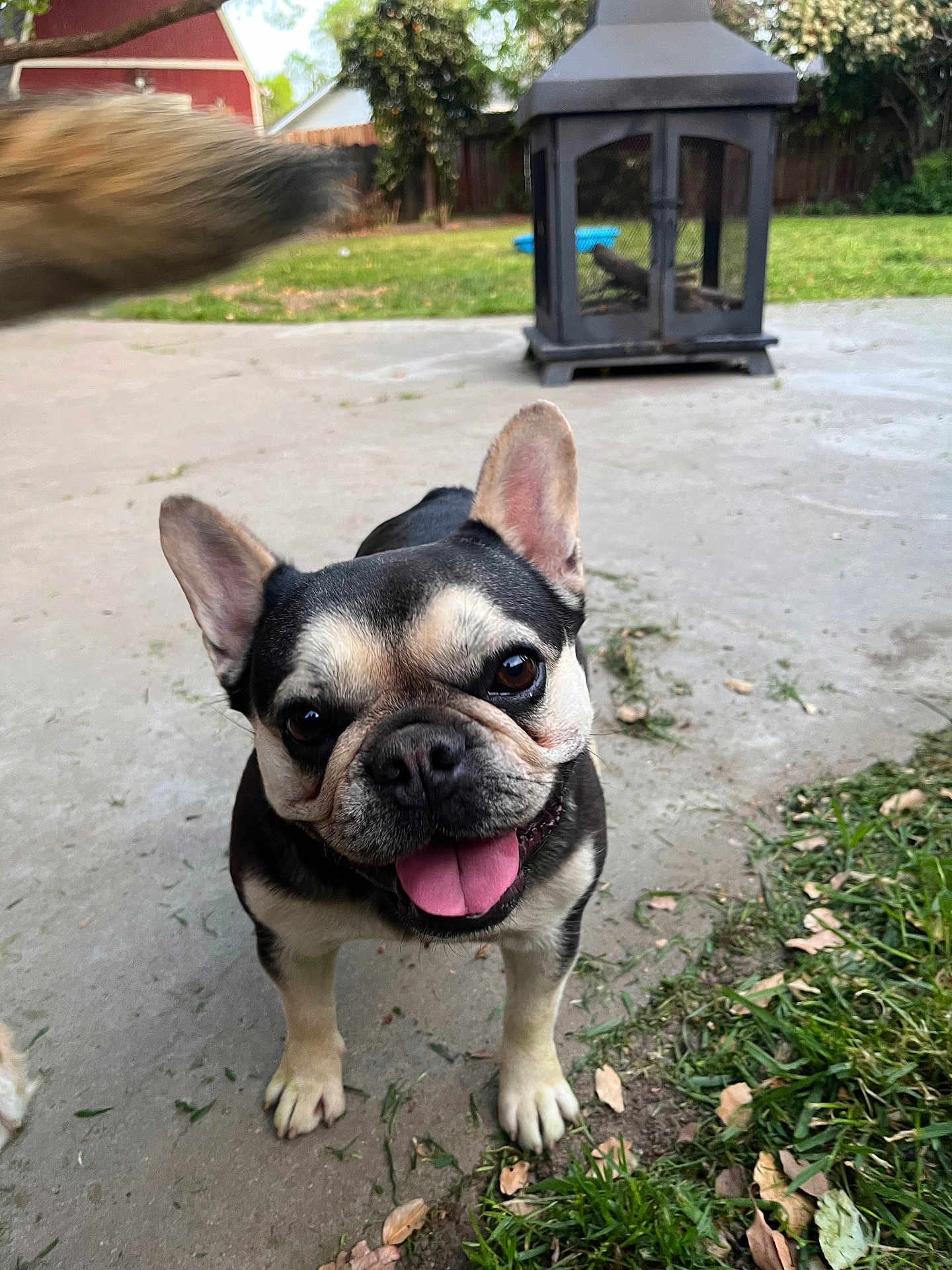 Penelope is registered to the contest to win money with this photo: dog, french_bulldog, smiling, tongue_out, outdoor, patio, concrete, grass, fire_pit, backyard, happy, pet, animal, ears_up, close_up, playful, canine, daylight, tail, blurred_tail