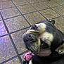 Penelope is registered to the contest to win money with this photo: dog, french_bulldog, pet, leash, floor, tile_floor, indoor, animal, looking_up, close_up, black_and_tan, ears, snout, companion, cute, domestic, canine, paw, reflection, indoor_lighting