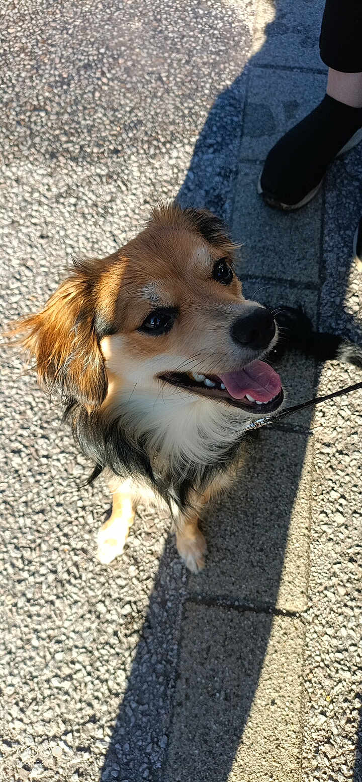 Maya participe au concours pour gagner de l'argent avec cette photo : dog, happy, tongue_out, outdoor, pavement, shadow, leash, fur, pet, animal, canine, smiling, sunlight, walking, footwear, sidewalk, ears, black_nose, brown_fur, white_fur