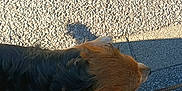 Maya a rejoint le concours — aidez-le/la à gagner de superbes lots ! dog, pavement, shadow, outdoor, sunlight, car_door, leash, walking, sidewalk, animal, pet, brown, black, fur, daytime, texture, road, vehicle, canine, street