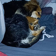 Maya participe au concours pour gagner de l'argent avec cette photo : animal, bed, blanket, canine, comfort, cozy, curled_up, cute, dog, domestic, fur, home, indoor, nap, pet, pillow, relaxing, resting, sleeping, soft