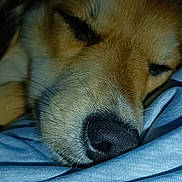 Maya a rejoint le concours — aidez-le/la à gagner de superbes lots ! dog, sleeping, close_up, nose, fur, blue_fabric, rest, pet, animal, cozy, calm, face, whiskers, texture, soft, relaxation, indoor, mammal, cute, peaceful