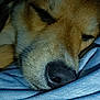 dog, sleeping, close_up, nose, fur, blue_fabric, rest, pet, animal, cozy, calm, face, whiskers, texture, soft, relaxation, indoor, mammal, cute, peaceful