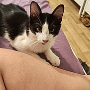 Goupix a rejoint le concours — aidez-le/la à gagner de superbes lots ! animal, bed, black_and_white, cat, close_up, curious, domestic, drawer, ears, eyes, floor, furniture, home, human_leg, indoor, pet, purple_bedspread, resting, whiskers, wooden_floor