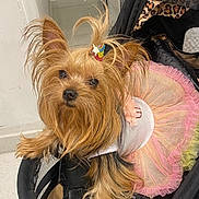 Princess is registered to the contest to win money with this photo: animal, black, canine, curious, cute, dog, fashion, fur, hair_accessory, indoor, leopard_print, pet, pet_clothing, pink, small_dog, stroller, tutu, white, yellow, yorkshire_terrier