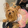 animal, black, canine, curious, cute, dog, fashion, fur, hair_accessory, indoor, leopard_print, pet, pet_clothing, pink, small_dog, stroller, tutu, white, yellow, yorkshire_terrier