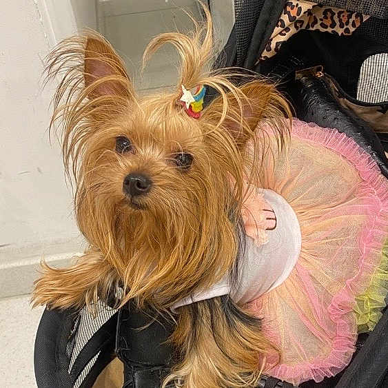 Princess