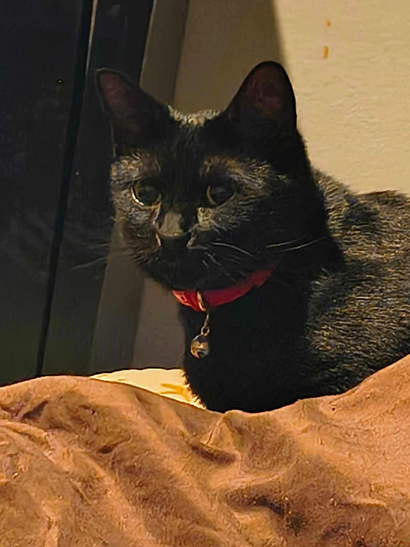 Gizmo