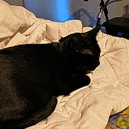 Gizmo joined the competition — help win amazing prizes! cat, black_cat, sleeping, blanket, bedroom, indoor, pet, fur, tail, whiskers, resting, cozy, quiet, household, walker, shadow, wall, soft_light, comfort, domestic