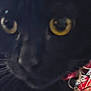 Gizmo is registered to the contest to win money with this photo: cat, black_cat, close_up, yellow_eyes, animal, pet, feline, face, whiskers, fur, eyes, indoor, blur, dark, black, portrait, cute, mammal, closeup, animal_face