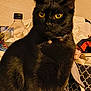 Gizmo is registered to the contest to win money with this photo: black_cat, yellow_eyes, cat_collar, bell, indoor, plastic_bottle, fabric, patterned_bag, clutter, pet, feline, close_up, portrait, domestic_cat, animal, whiskers, ears, fur, sitting, household