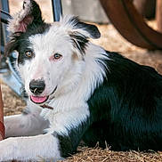 Jake is registered to the contest to win money with this photo: dog, border_collie, puppy, black_and_white, animal, pet, outdoor, grass, playful, tongue_out, close_up, young, cute, fur, ears, nose, collar, lying_down, nature, daylight