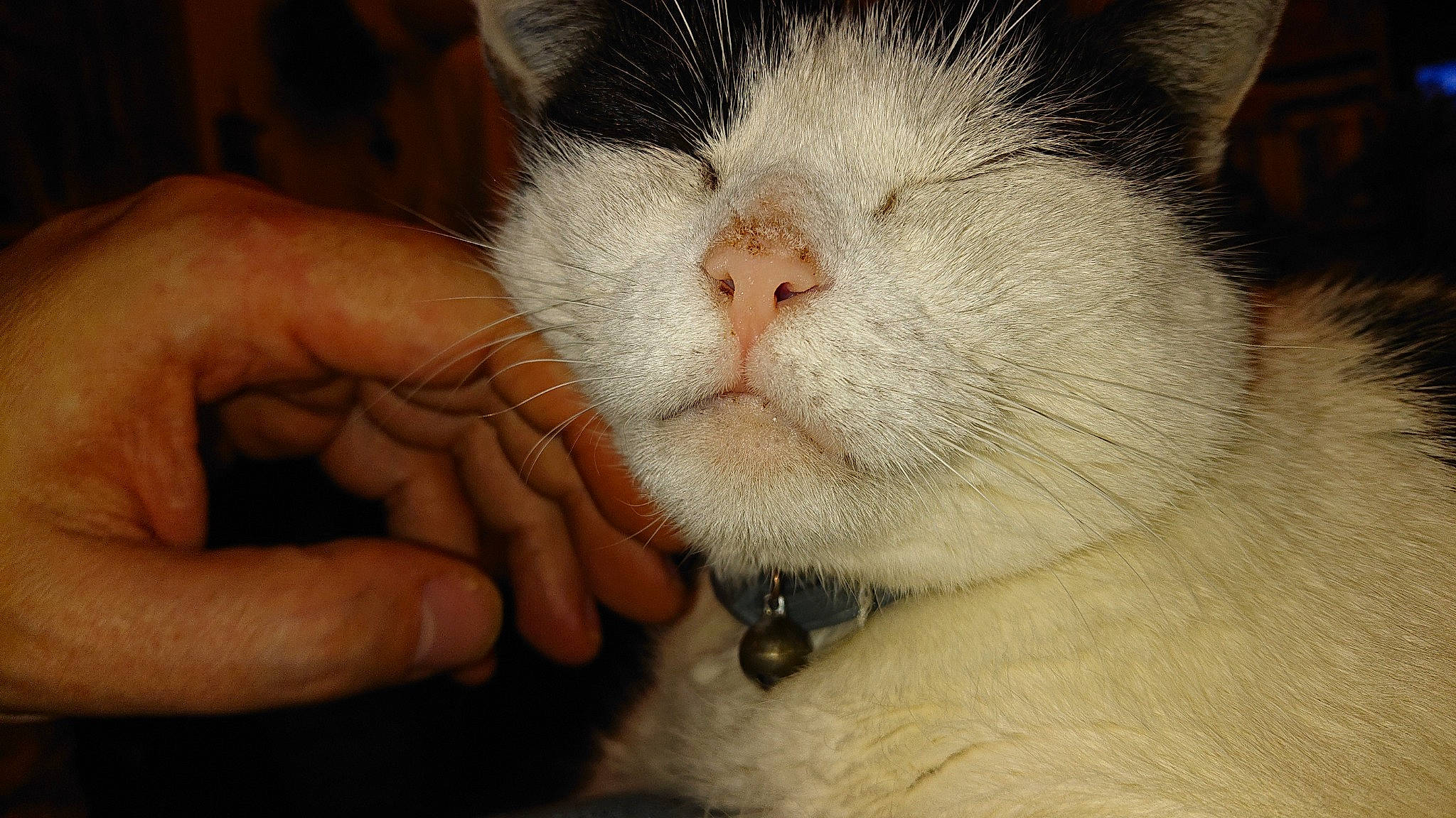 Cassie a rejoint le concours — aidez-le/la à gagner de superbes lots ! carnivore, cat, claw, comfort, domestic_short_haired_cat, felidae, finger, fur, gesture, nail, nap, paw, sleep, small_to_medium_sized_cats, tail, terrestrial_animal, thumb, whiskers