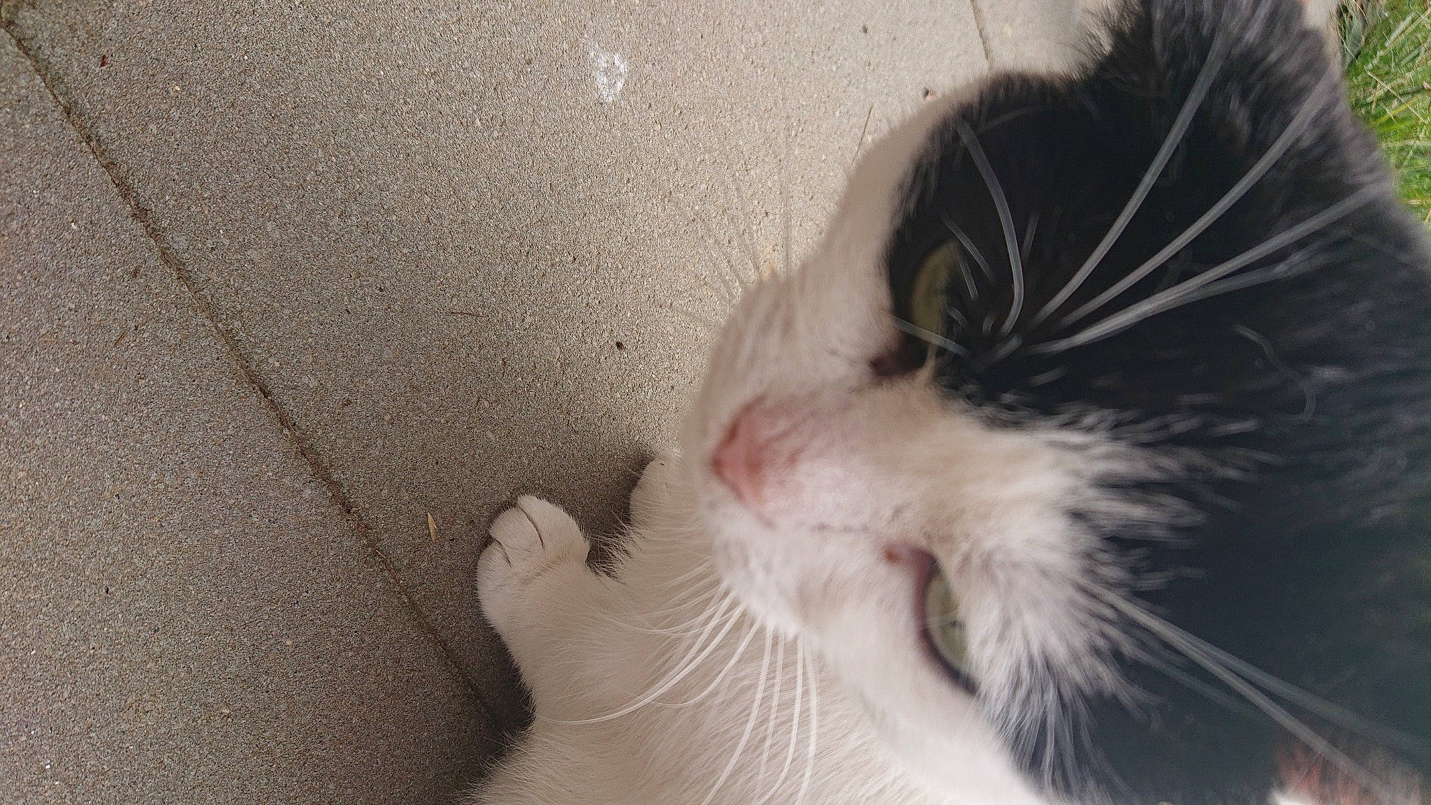 Cassie a rejoint le concours — aidez-le/la à gagner de superbes lots ! carnivore, cat, claw, comfort, domestic_short_haired_cat, ear, eye, felidae, foot, fur, head, human_body, jaw, leg, paw, plant, small_to_medium_sized_cats, snout, whiskers, window