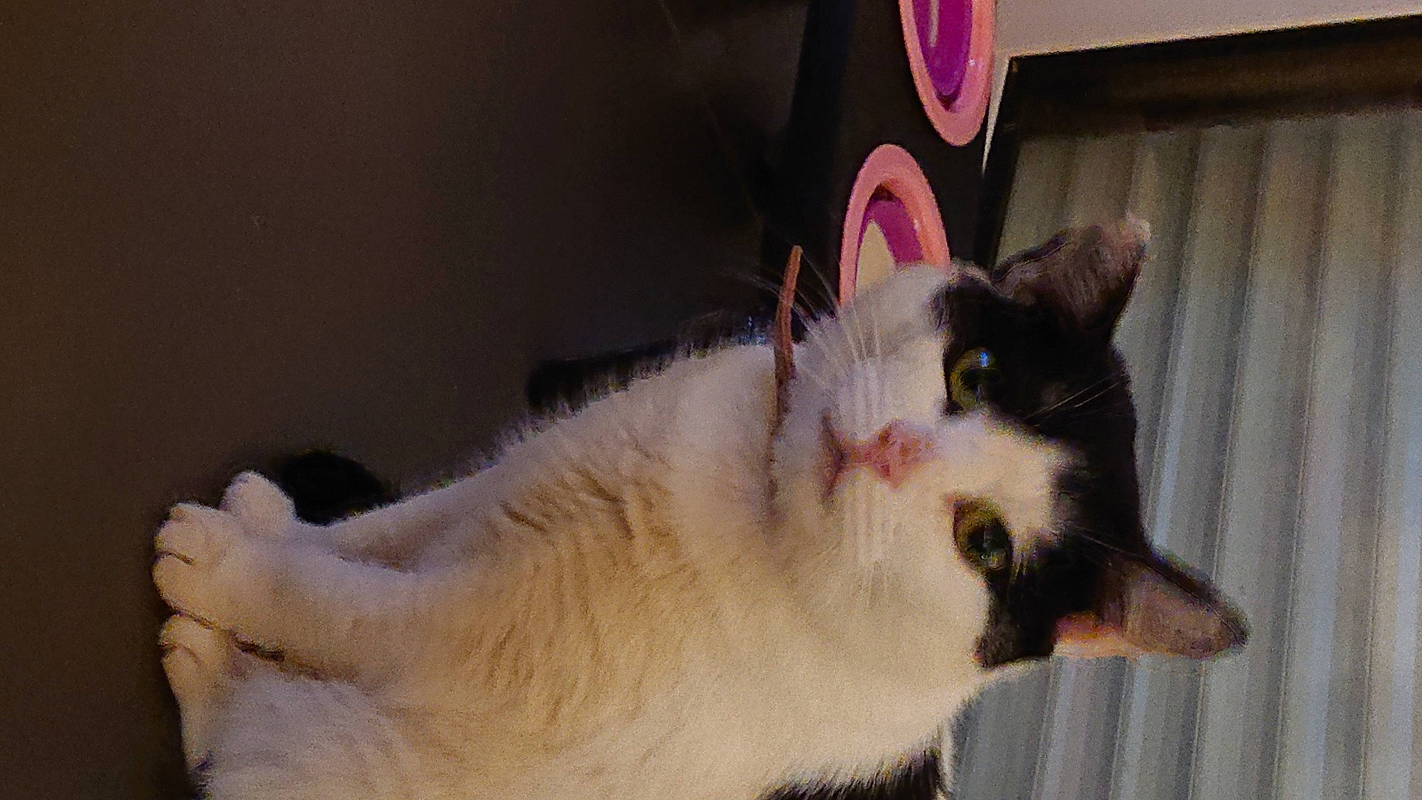 Cassie participe au concours pour gagner de l'argent avec cette photo : carnivore, cat, cat_furniture, cat_supply, claw, collar, curtain, domestic_short_haired_cat, fang, fawn, felidae, fur, paw, small_to_medium_sized_cats, snout, tail, whiskers