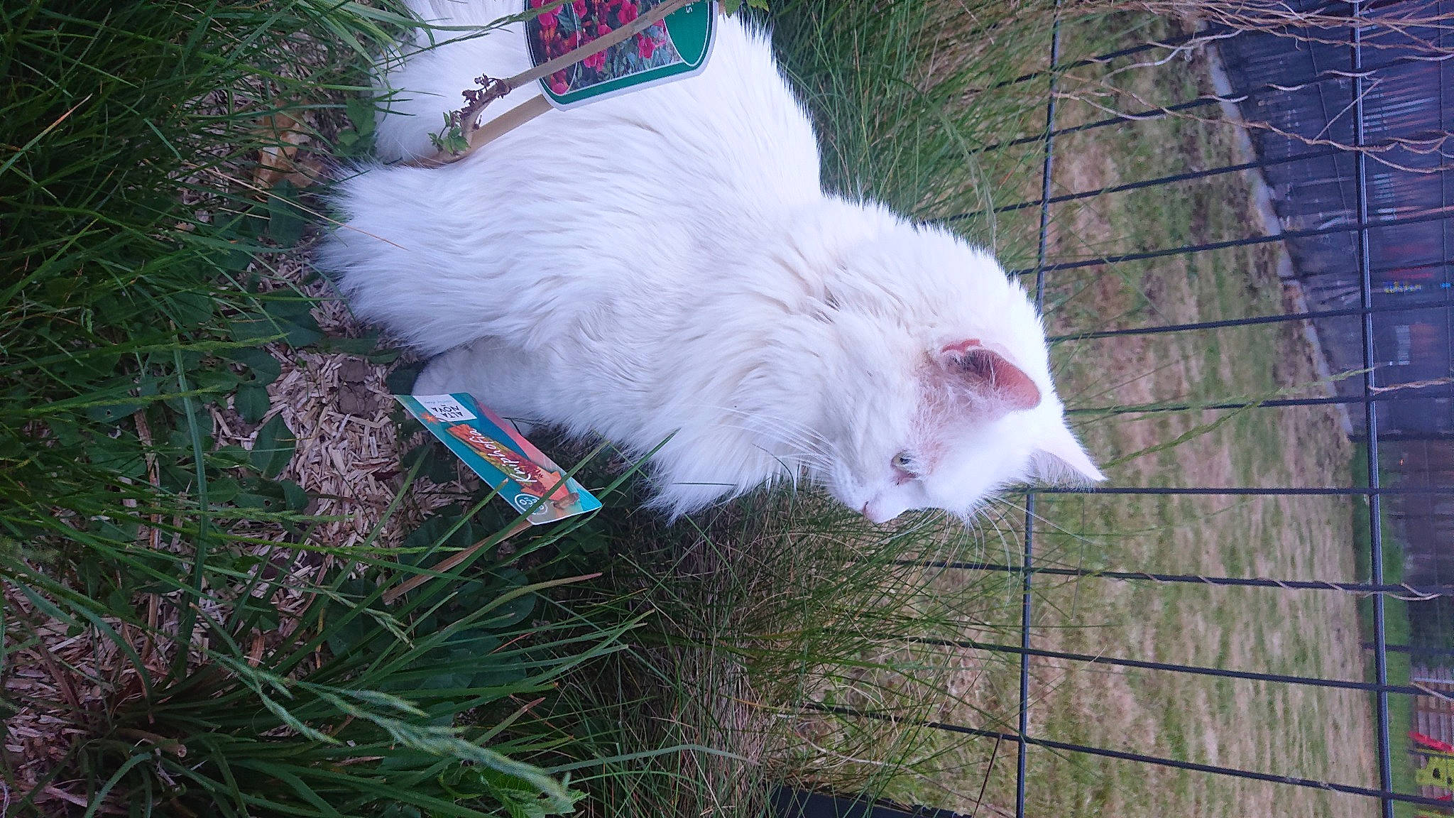 Naruto a rejoint le concours — aidez-le/la à gagner de superbes lots ! canidae, carnivore, cat, dog_breed, eye, fawn, felidae, fur, goats, grass, livestock, plant, samoyed, small_to_medium_sized_cats, tail, terrestrial_animal, tree, whiskers