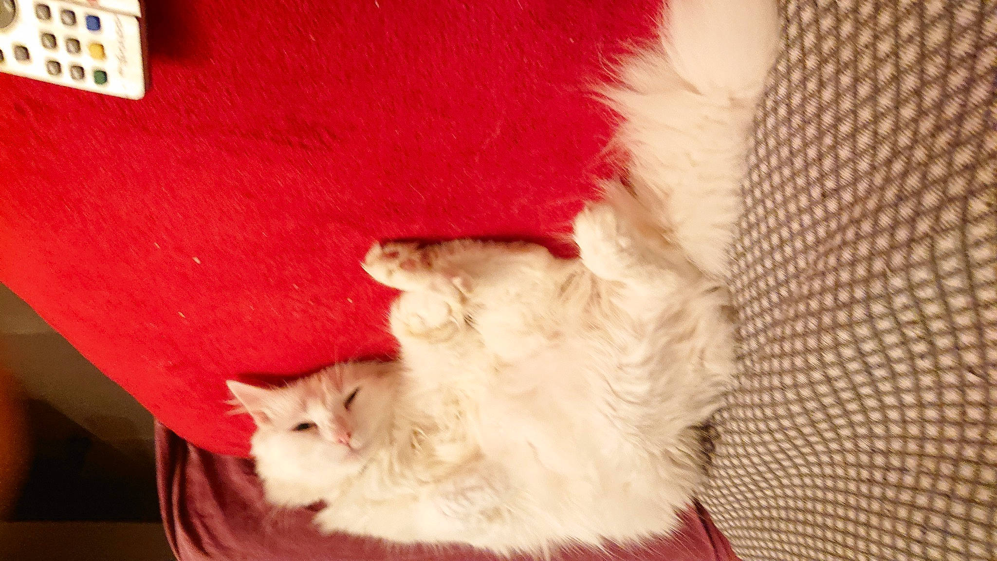 Naruto a rejoint le concours — aidez-le/la à gagner de superbes lots ! carmine, carnivore, cat, christmas, claw, comfort, domestic_short_haired_cat, event, fawn, felidae, fur, holiday, paw, photography, room, small_to_medium_sized_cats, snout, tail, whiskers