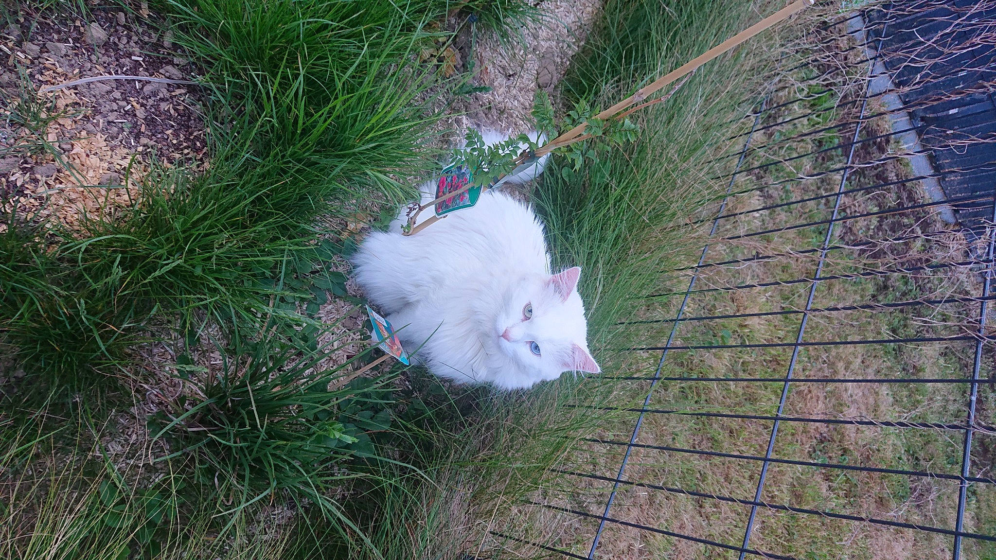 Naruto a rejoint le concours — aidez-le/la à gagner de superbes lots ! canidae, carnivore, cat, dog_breed, domestic_short_haired_cat, felidae, fur, grass, grass_family, groundcover, japanese_spitz, lawn, plant, road_surface, sidewalk, small_to_medium_sized_cats, snout, sporting_group, tail, whiskers