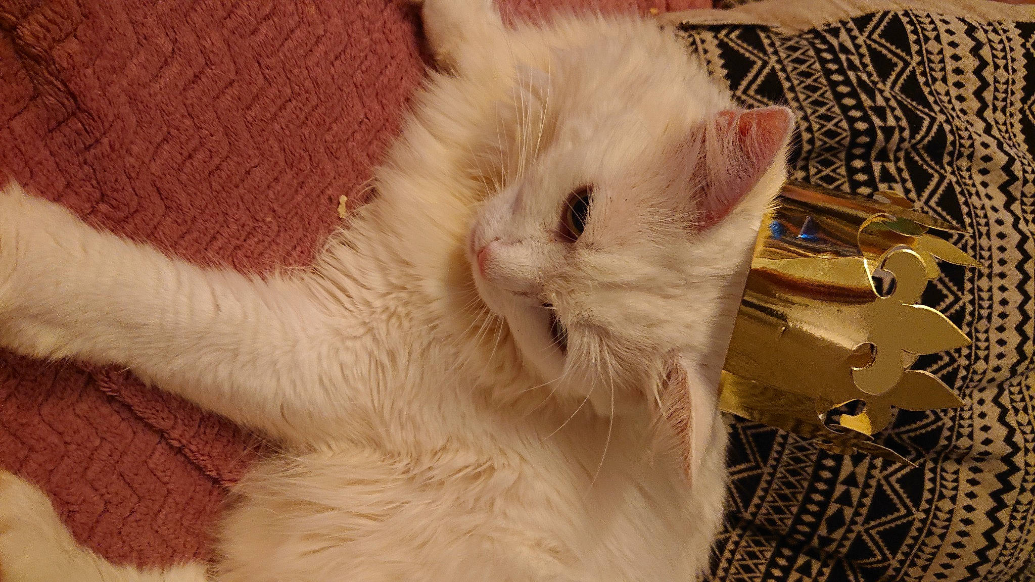 Naruto participe au concours pour gagner de l'argent avec cette photo : carnivore, cat, claw, comfort, domestic_short_haired_cat, fang, fawn, felidae, fur, paw, small_to_medium_sized_cats, snout, tail, terrestrial_animal, whiskers