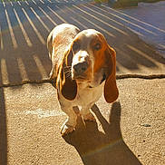 Kopper is registered to the contest to win money with this photo: dog, basset_hound, outdoor, sunlight, shadow, concrete, fence, pet, animal, ears, brown_and_white, daylight, backyard, canine, looking_up, sunny, long_shadow, quiet, calm, domestic