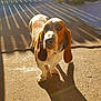 dog, basset_hound, outdoor, sunlight, shadow, concrete, fence, pet, animal, ears, brown_and_white, daylight, backyard, canine, looking_up, sunny, long_shadow, quiet, calm, domestic