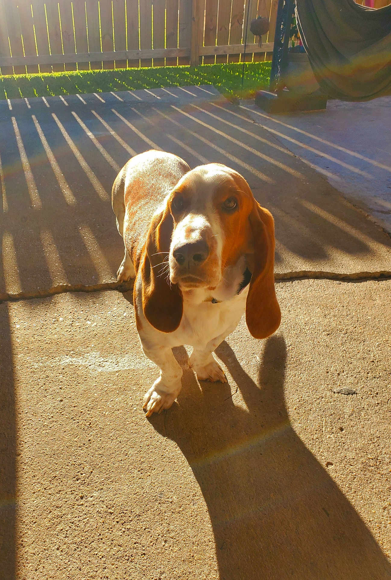 Kopper is registered to the contest to win money with this photo: dog, basset_hound, outdoor, sunlight, shadow, concrete, fence, pet, animal, ears, brown_and_white, daylight, backyard, canine, looking_up, sunny, long_shadow, quiet, calm, domestic