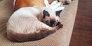 Khloei joined the competition — help win amazing prizes! dog, cat, sleeping, basset_hound, siamese_cat, pet, furniture, ottoman, indoor, wooden_floor, living_room, cozy, resting, brown, white, beige, animal, companion, quiet, home