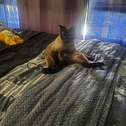 Khloei joined the competition — help win amazing prizes! siamese_cat, cat, bed, blanket, curtains, indoor, pet, feline, relaxed, resting, cozy, knitted_blanket, light, shadow, fur, animal, domestic, home, comfort, window