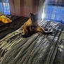 siamese_cat, cat, bed, blanket, curtains, indoor, pet, feline, relaxed, resting, cozy, knitted_blanket, light, shadow, fur, animal, domestic, home, comfort, window