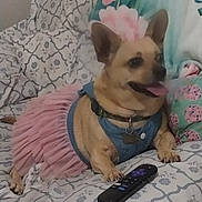 Macey is registered to the contest to win money with this photo: bed, blanket, chihuahua, collar, costume, cozy, cute, dog, ears_up, floral, indoor, patterned_bedding, pet_portrait, pillow, remote_control, sitting, small_dog, tag, tongue_out, tutu