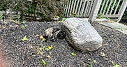 Izzy is registered to the contest to win money with this photo: cat, sleeping, tortoiseshell, rock, mulch, leaves, garden, outdoor, fence, wooden_fence, plants, greenery, sunlight, nature, peaceful, resting, animal, pet, daytime, shrub