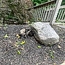 cat, sleeping, tortoiseshell, rock, mulch, leaves, garden, outdoor, fence, wooden_fence, plants, greenery, sunlight, nature, peaceful, resting, animal, pet, daytime, shrub