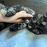 Izzy is registered to the contest to win money with this photo: cat, tortoiseshell_cat, pet, hand, blanket, couch, feline, fur, relaxed, resting, domestic_animal, indoor, comfort, affection, animal_collar, whiskers, paw, sleeping, cozy, human_hand
