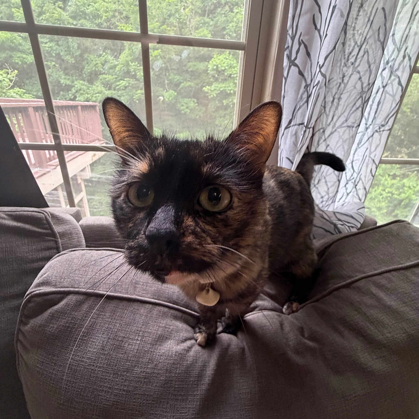 Izzy is registered to the contest to win money with this photo: cat, tortoiseshell, pet, curious, cushion, gray, indoor, window, curtain, greenery, nature, whiskers, ears, feline, closeup, domestic, animal, home, cozy, furniture