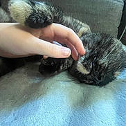 Izzy joined the competition — help win amazing prizes! cat, tabby, sleeping, paw, hand, human, resting, closeup, indoor, cozy, feline, pet, animal, comfort, soft, couch, gentle, affection, relaxation, trust