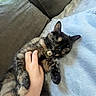 Izzy is registered to the contest to win money with this photo: cat, tortoiseshell, sleeping, hand, petting, couch, blanket, relaxation, indoor, cozy, fur, paw, resting, domestic_animal, animal, cute, comfort, companion, nap, feline