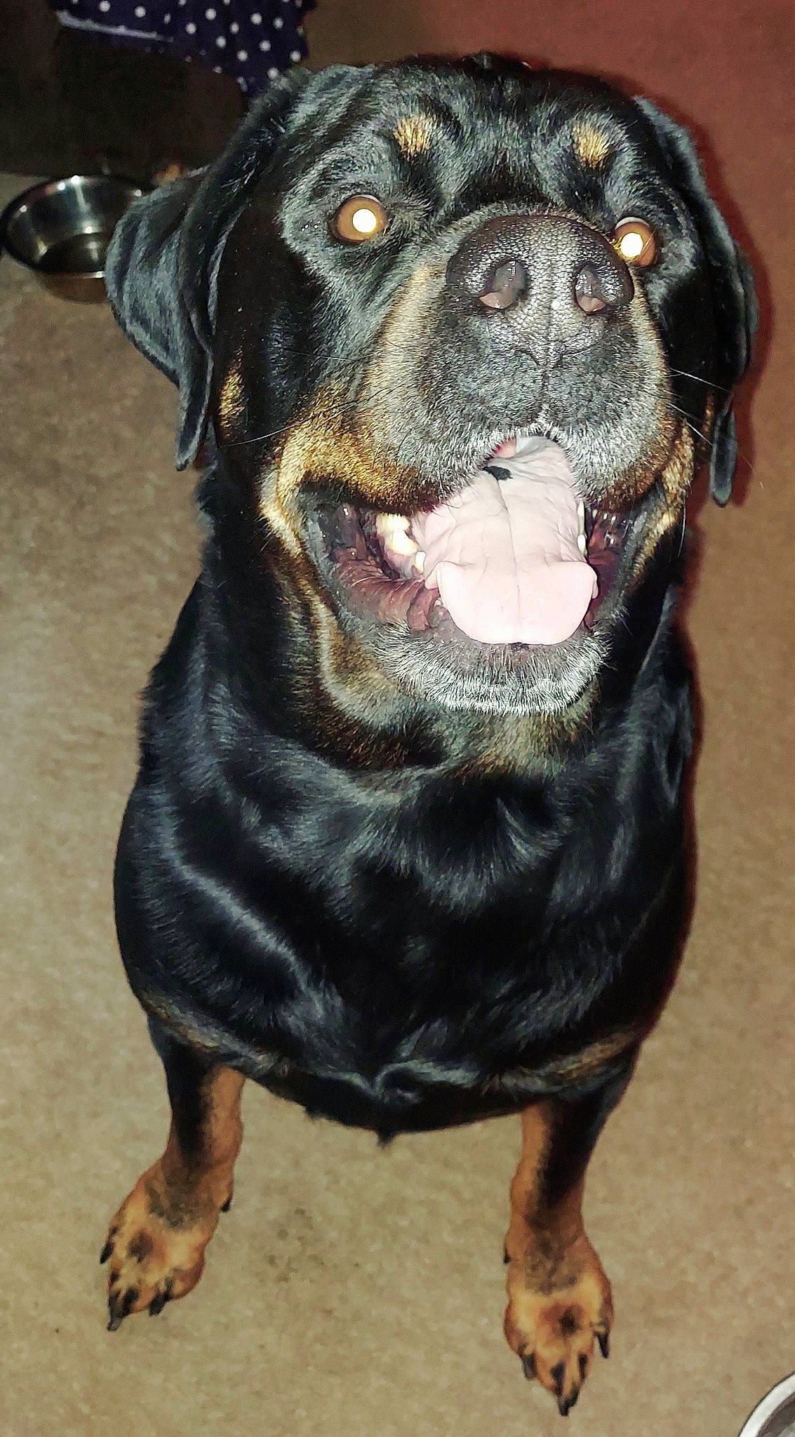 Havoc joined the competition — help win amazing prizes! ancient_dog_breeds, canidae, carnivore, companion_dog, dog, dog_breed, dog_collar, fang, fawn, fur, guard_dog, molosser, non_sporting_group, rottweiler, snout, sporting_group, terrestrial_animal, whiskers, working_animal, working_dog