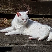 Flora joined the competition — help win amazing prizes! animal, background, cat, concrete, daylight, ears, fluffy, fur, mammal, nature, outdoor, paws, pet, relaxed, resting, shadow, sunlight, tail, whiskers, white_cat