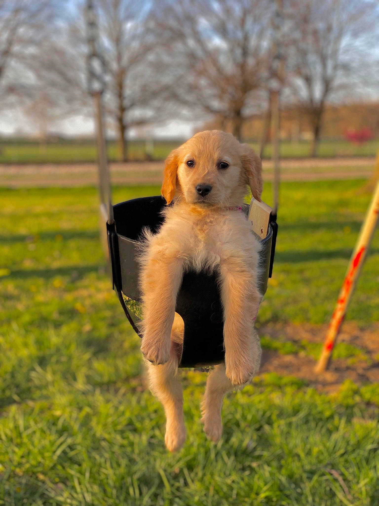 Oakley joined the competition — help win amazing prizes! carnivore, companion_dog, dog, dog_breed, dog_clothes, dog_supply, fawn, fur, grass, grassland, happy, lawn, mammal, sky, snout, tail, toy, toy_dog, tree, vertebrate