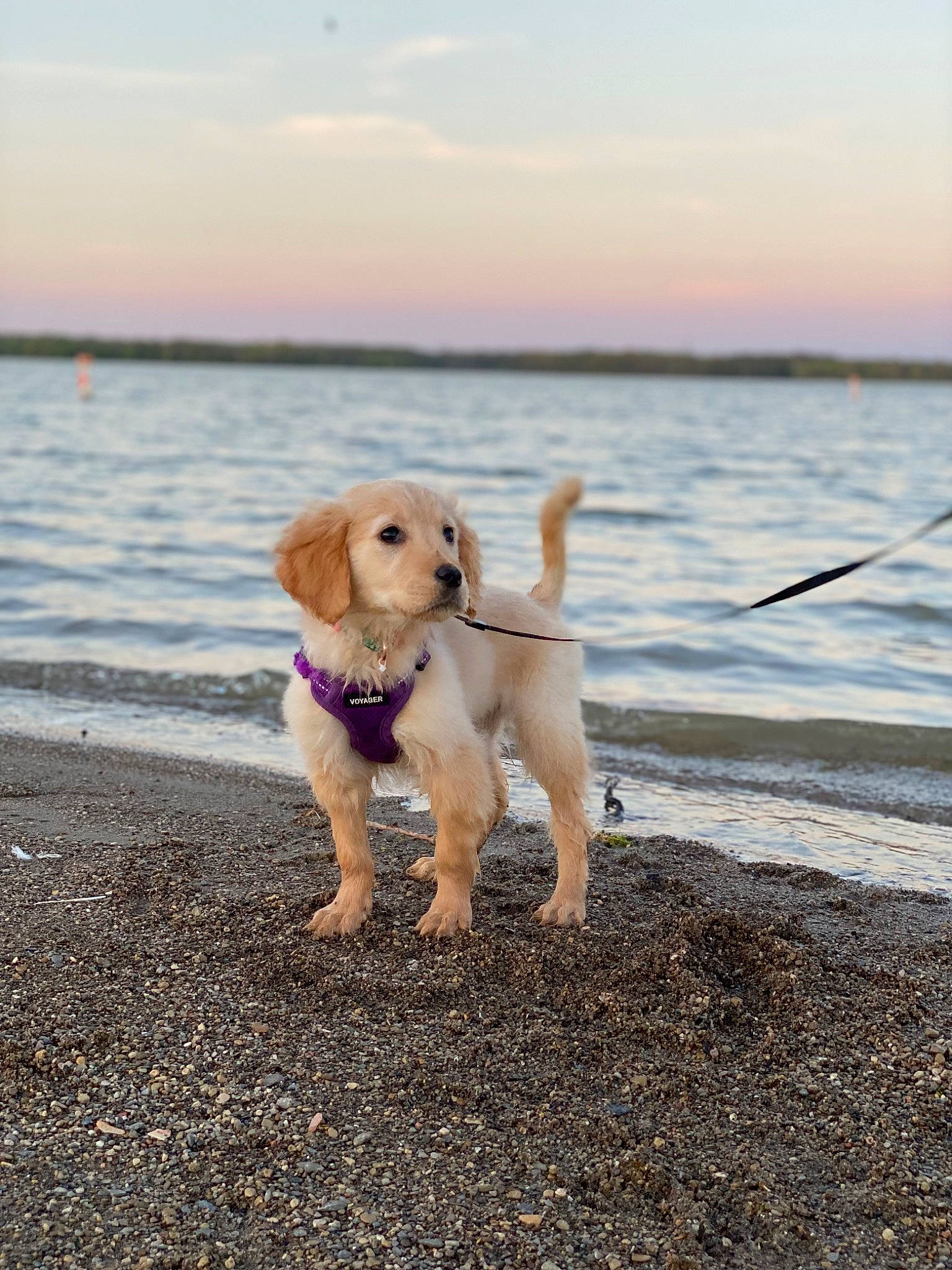 Oakley is registered to the contest to win money with this photo: beach, body_of_water, carnivore, cloud, coastal_and_oceanic_landforms, collar, companion_dog, dog, dog_breed, fawn, happy, horizon, lake, leash, leisure, pet_supply, shore, sky, vertebrate, water