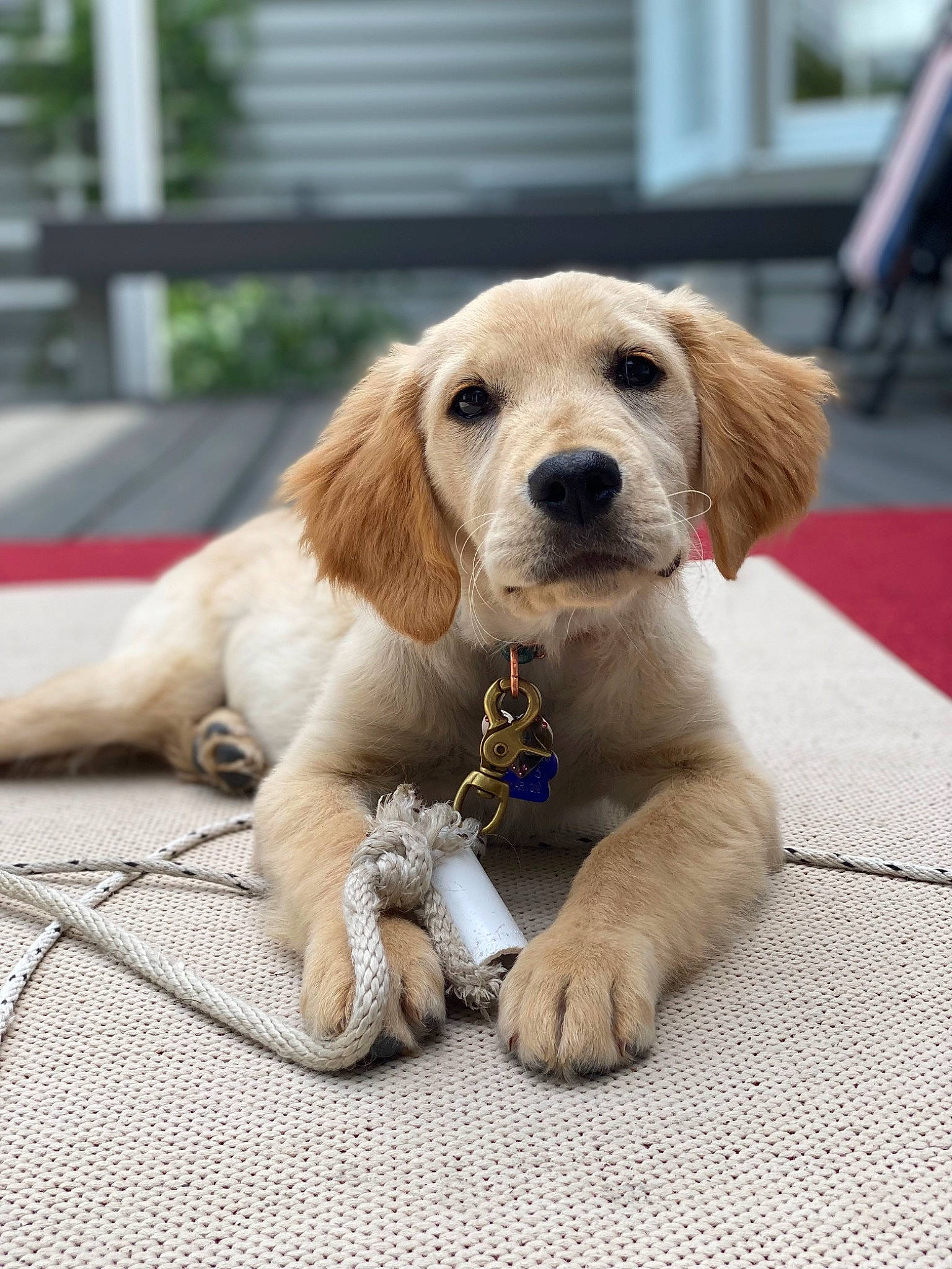 Oakley joined the competition — help win amazing prizes! canidae, carnivore, companion_dog, dog, dog_breed, dog_supply, fawn, flooring, fur, motorcycle, paw, pet_supply, retriever, snout, sporting_group, terrestrial_animal, tire, wheel, whiskers, working_animal