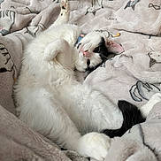 Minnie joined the competition — help win amazing prizes! cat, white_cat, black_and_white_cat, fluffy_cat, pet, animal, sleeping_cat, cozy, blanket, patterned_blanket, cute, relaxed, indoor, feline, paw, collar, soft_texture, resting, domestic_cat, lying_down