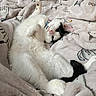 cat, white_cat, black_and_white_cat, fluffy_cat, pet, animal, sleeping_cat, cozy, blanket, patterned_blanket, cute, relaxed, indoor, feline, paw, collar, soft_texture, resting, domestic_cat, lying_down