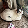 cat, white_cat, black_patches, heterochromia, indoor, carpet, sliding_door, toy, plush_toy, pink_bow, pet, feline, looking_up, relaxed, window, natural_light, animal, cute, domestic_cat, floor