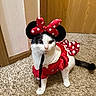 Minnie is registered to the contest to win money with this photo: cat, costume, red_dress, polka_dots, minnie_mouse, pet, indoor, carpet, wooden_door, animal, cute, black_and_white_cat, ears, bow, posing, curious, feline, dress_up, funny, domestic_animal